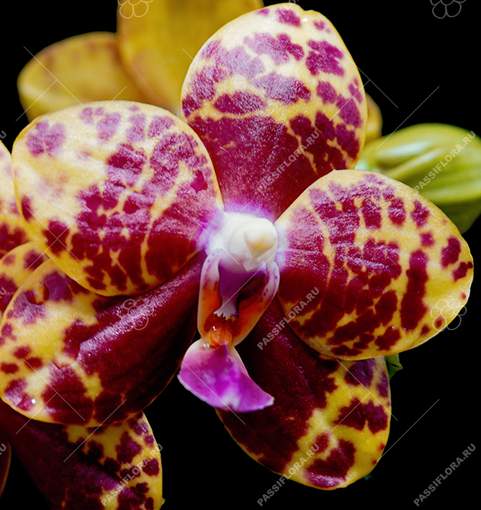 Phal Mituo Diamond