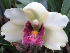 Bifrenaria harrisona Semi Alba