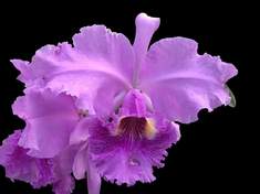 C.Carmen