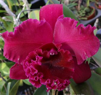 RLC ChiaLin Black Flower