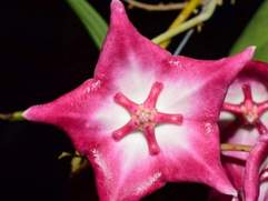 H.maqlivrae Taiwan