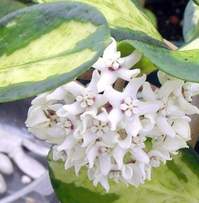 H.australis Var LISA