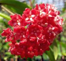 H.cerina Red