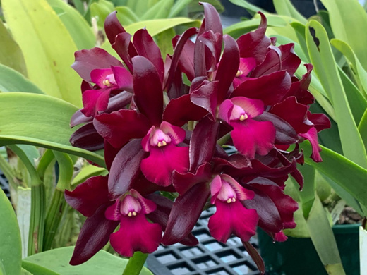 LC Sagarik Wax