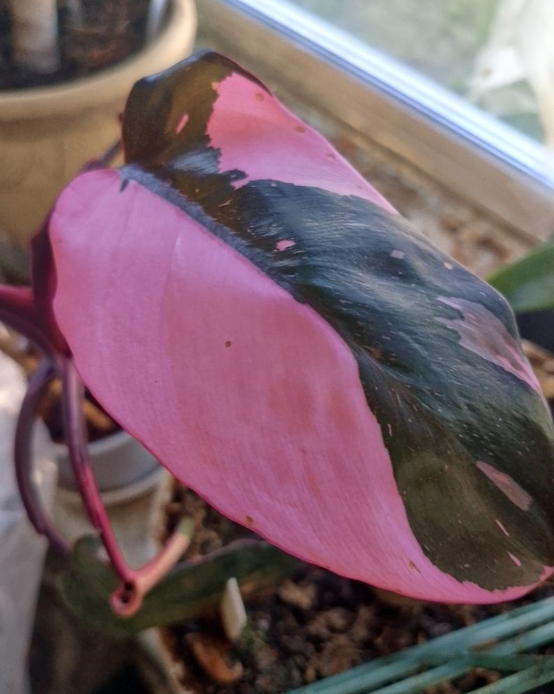 Phil.scandens 'Pink Princess'