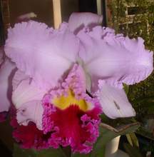 BLC Pamela Finney