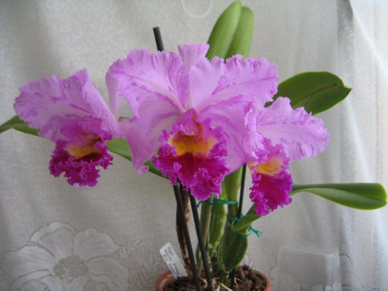 BLC Pamela Finney