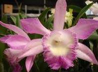 C.Pink Jaguar x Bras digbyana