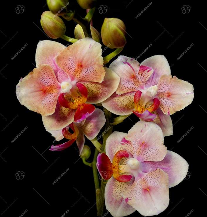 Phal Red Peoker