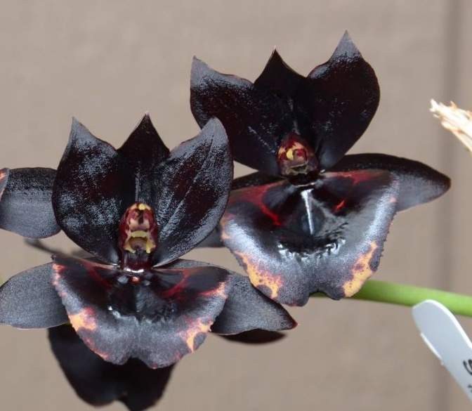Ctsm Orchidglade'Jack of Diamond'