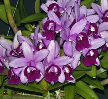 C.intermedia orlata 'Rio'