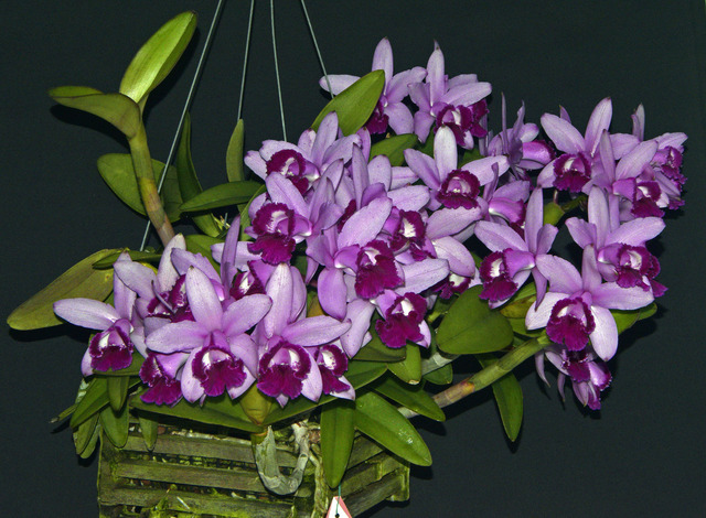 C.intermedia orlata 'Rio'