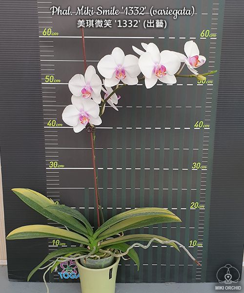 Phal Miki Smile variegata