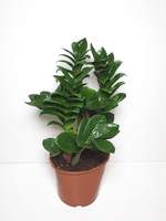Zamioculcas nana
