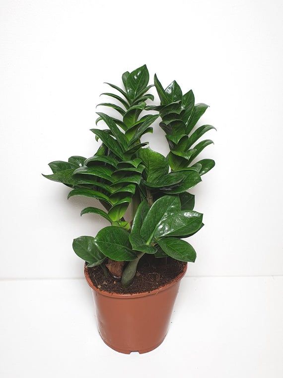 Zamioculcas nana